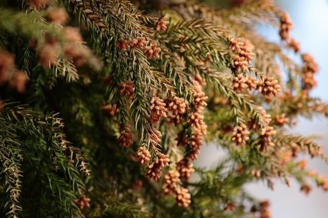 花粉症を英語で説明｜英語の発音や読み方は？