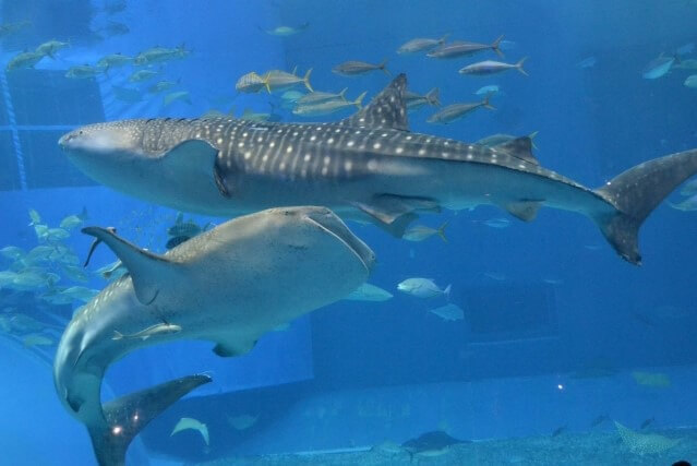 美ら海水族館を英語で説明｜世界最大規模の水族館を5つの例文で紹介