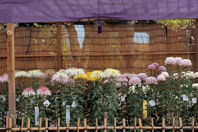 靖国神社(東京)の菊花展｜毎年秋に開催される菊まつりです