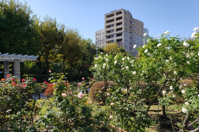 本郷給水所公苑のバラ園｜バラの見頃は春と秋、綺麗な薔薇が一杯！