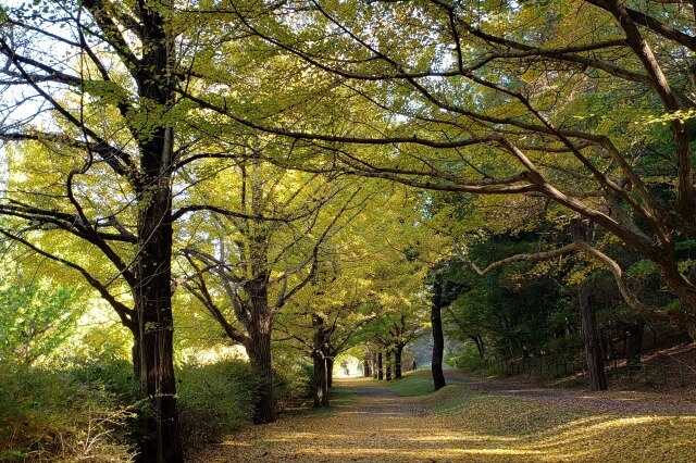 昭和記念公園の紅葉サイクリング｜黄金のサイクリングロードに感激！