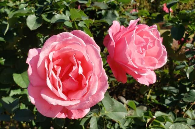 新宿御苑の秋のバラ｜秋でも綺麗なバラの花は見られるの？