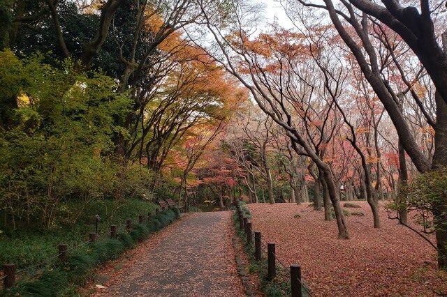 北の丸公園の紅葉｜見頃の時期にはもみじ山のもみじが真っ赤に！