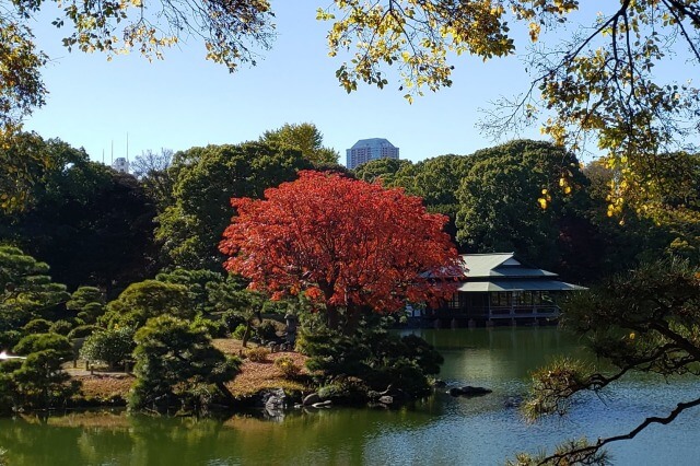 清澄庭園の紅葉｜見頃の時期にはハゼノキやもみじが赤く色づきます