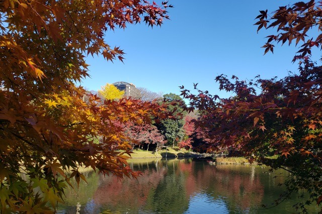 小石川後楽園の紅葉｜秋は赤いもみじが綺麗、見頃や見どころを紹介