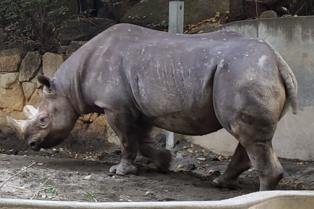 上野動物園のヒガシクロサイ｜サイのマロとアルゴに会えます