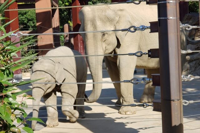 上野動物園の象(ゾウ)｜ゾウのすむ森で子ゾウのアルンにも会えます