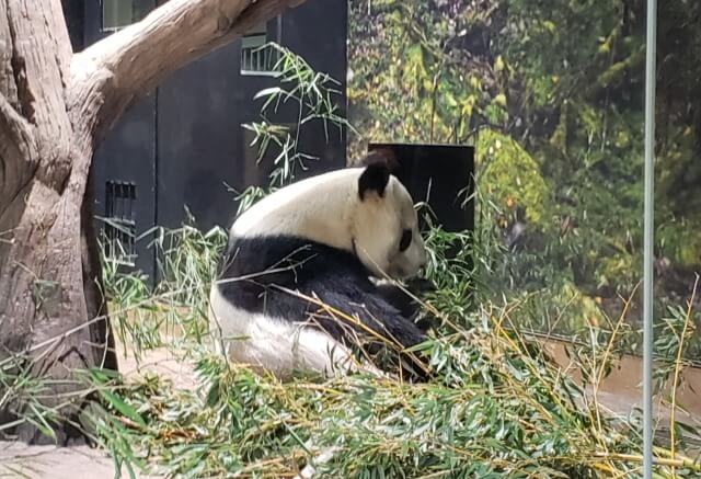 上野動物園のジャイアントパンダ｜パンダ舎とパンダの森があります