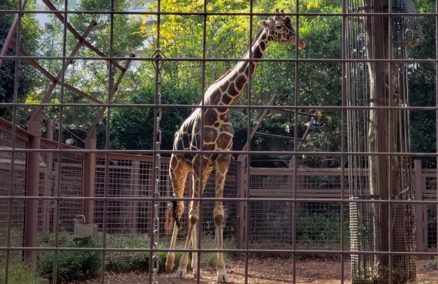 上野動物園のキリン｜キリンの親子を見ることもできます