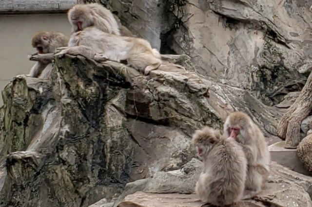 上野動物園の猿(サル)｜サル山のニホンザル/テナガザル/ワオキツネザル