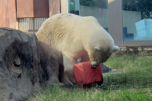 上野動物園のホッキョクグマ(シロクマ)｜イコロとデア2頭がいます