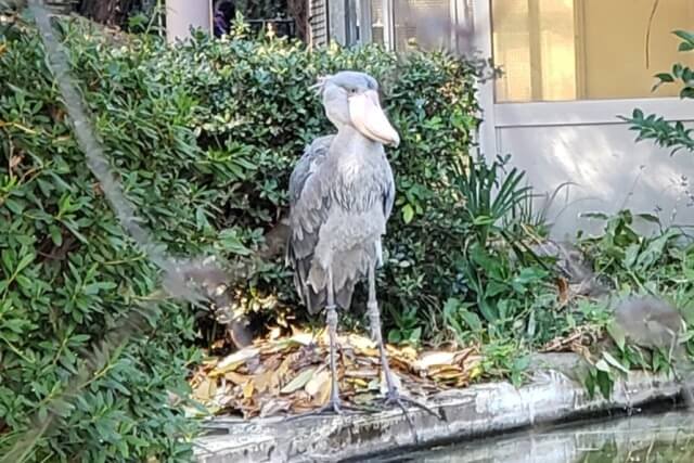 上野動物園のハシビロコウ｜動かない鳥として有名ですが、動きます。