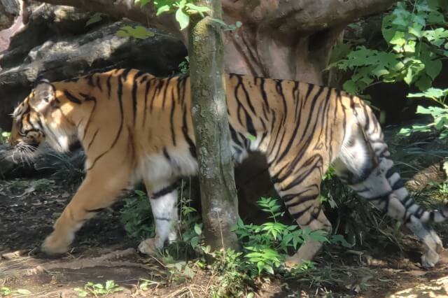 上野動物園のトラ｜トラの住む森にはスマトラトラがいます