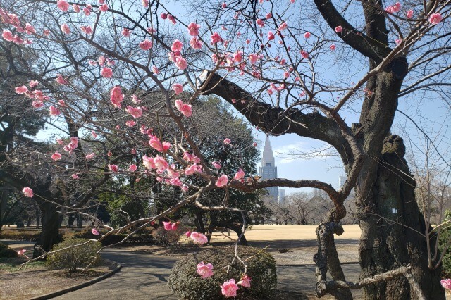 新宿御苑の梅｜梅の場所/見頃/開花情報/見どころなどを紹介