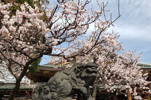 湯島天神(天満宮)の梅｜見頃はいつ？花の写真や梅まつりの様子を紹介