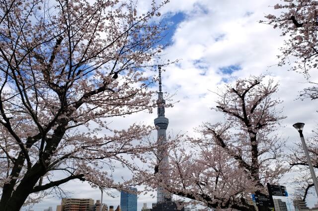 隅田公園の桜(花見)｜スカイツリーと桜が素敵！見頃や開花状況は？