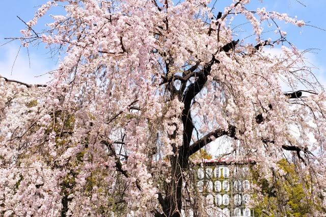 しだれ桜(枝垂桜/枝垂れ桜)を英語で説明｜枝が垂れ下がる桜を紹介