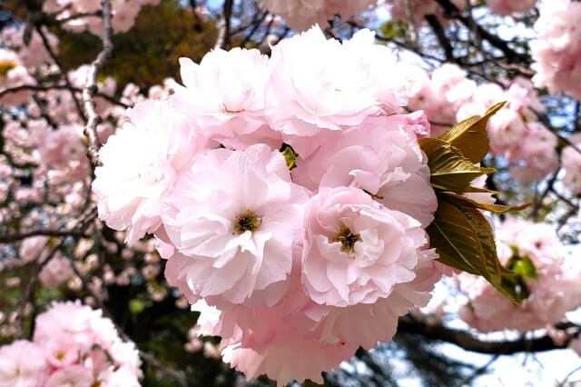 八重桜を英語で説明｜花びらが6枚以上の華やかな桜を紹介