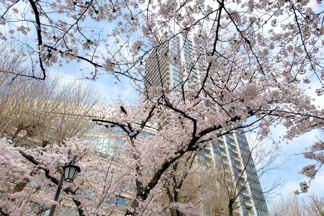 上野(恩賜)公園の桜マップと花見コース｜桜スポットへのアクセス