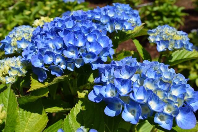 紫陽花を英語で説明｜花の色や種類(額紫陽花や山紫陽花など)を紹介