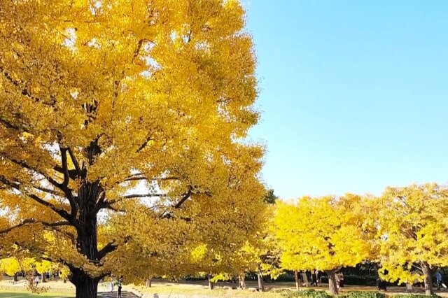 昭和記念公園の紅葉・黄葉｜イチョウやもみじ等の見頃や見どころ[2022]