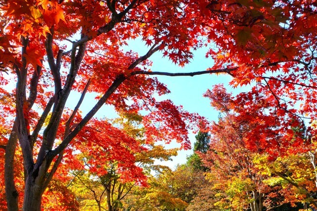 昭和記念公園の日本庭園の紅葉｜秋はもみじ狩りが最高！[2022]