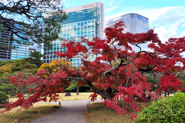 浜離宮恩賜庭園の紅葉｜見頃の時期にはもみじが綺麗に色づきます[2022]