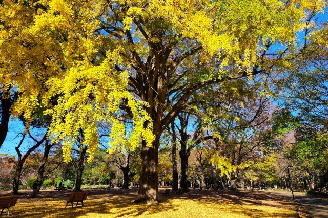 代々木公園の紅葉｜見頃や見どころ、紅葉が綺麗に見える場所は？[2022]