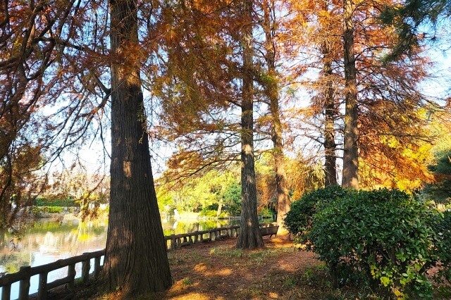 石神井公園の紅葉｜池周辺のメタセコイヤ・ラクウショウ・モミジなど