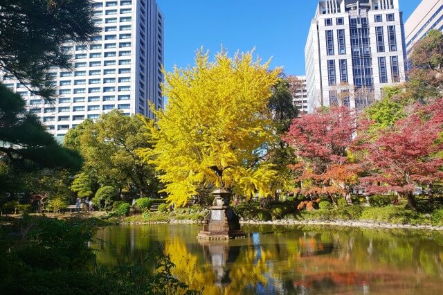 日比谷公園の紅葉｜見頃の時期にはイチョウやもじみが綺麗に色づきます