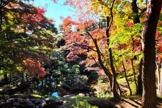 殿ヶ谷戸庭園(国分寺)の紅葉｜紅葉亭から見下ろすモミジが絶景でした