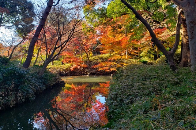 六義園の紅葉｜見頃の時期にはもみじが真っ赤に！デートにもお勧め