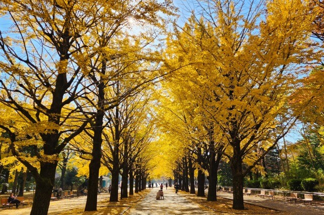 光が丘公園の紅葉｜黄金に輝くイチョウ並木、モミジやラクウショウも