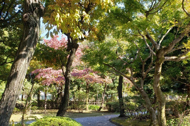 本郷給水所公苑の紅葉｜秋には木々が赤や黄色に色付きます