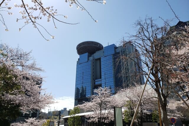 赤坂サカスの桜(花見)