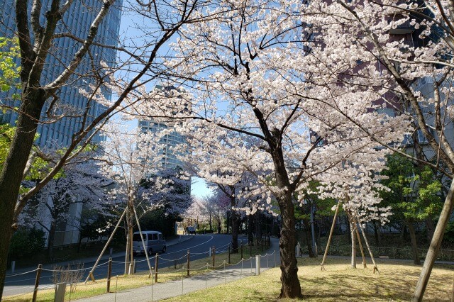 赤坂サカスの桜の見どころ｜さくら坂（赤坂Bizタワー周辺）