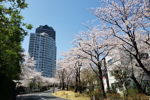 赤坂サカスの桜の見どころ｜さくら坂（赤坂Bizタワー周辺）