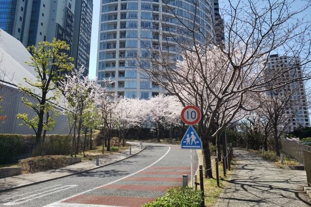 赤坂サカスの桜の見どころ｜さくら坂（TBS赤坂ACTシアター周辺）