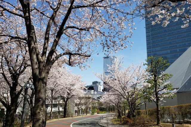 赤坂サカスの桜の見どころ｜さくら坂（TBS赤坂ACTシアター周辺）