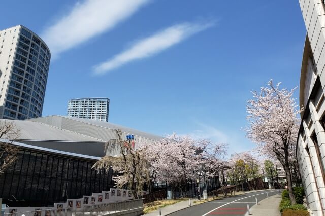 赤坂サカスの桜の見どころ｜サカス坂