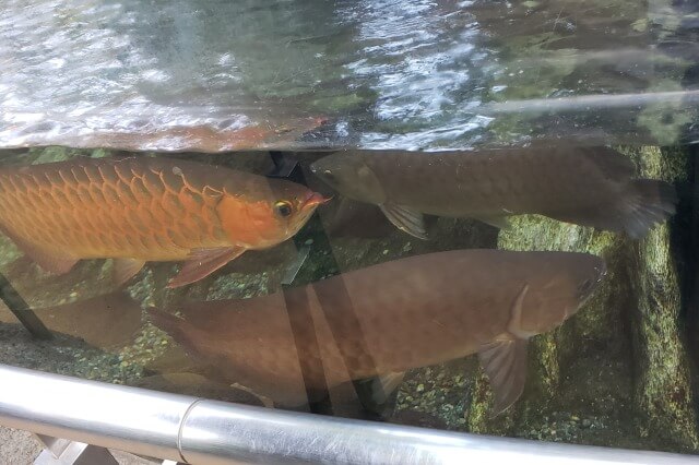 上野動物園のアジアアロワナ