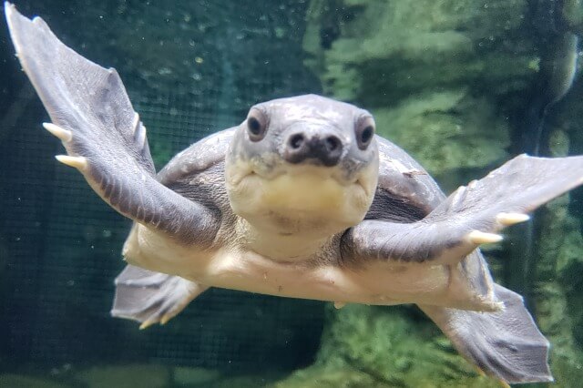 上野動物園のスッポンモドキ