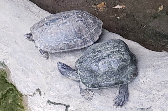 上野動物園のセイロンヤマガメ・アンナンガメ