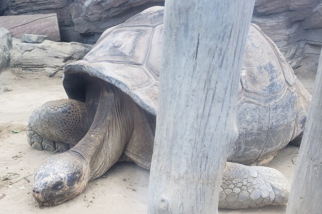 上野動物園のガラパゴスゾウガメ