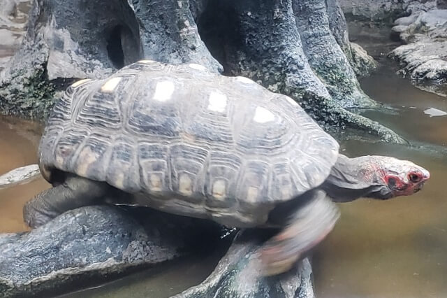 上野動物園のアカアシガメ