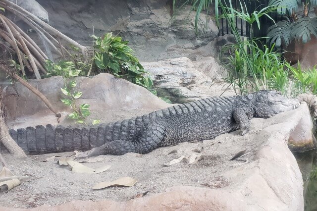 上野動物園のニシアフリカコガタワニ