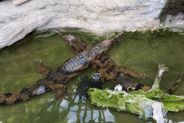 上野動物園のマレーガビアル