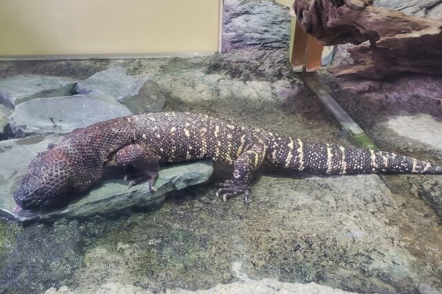 上野動物園のメキシコドクトカゲ