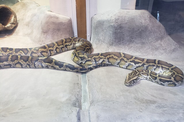 上野動物園のビルマニシキヘビ