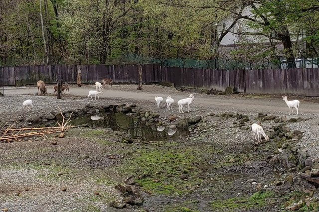 那須サファリパークの動物たち